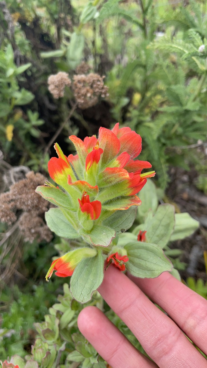 Castilleja wightii photo 5