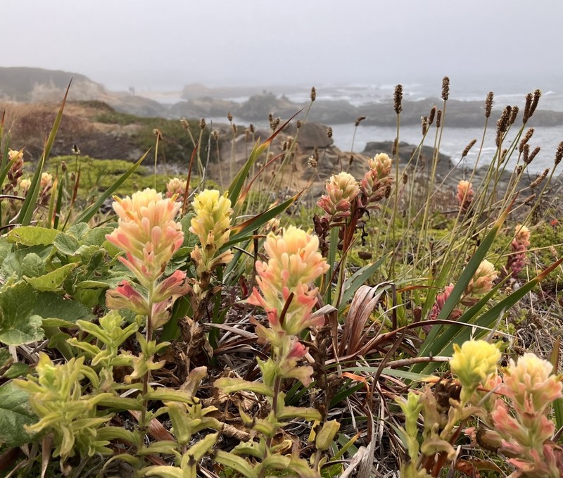 Castilleja wightii photo 6