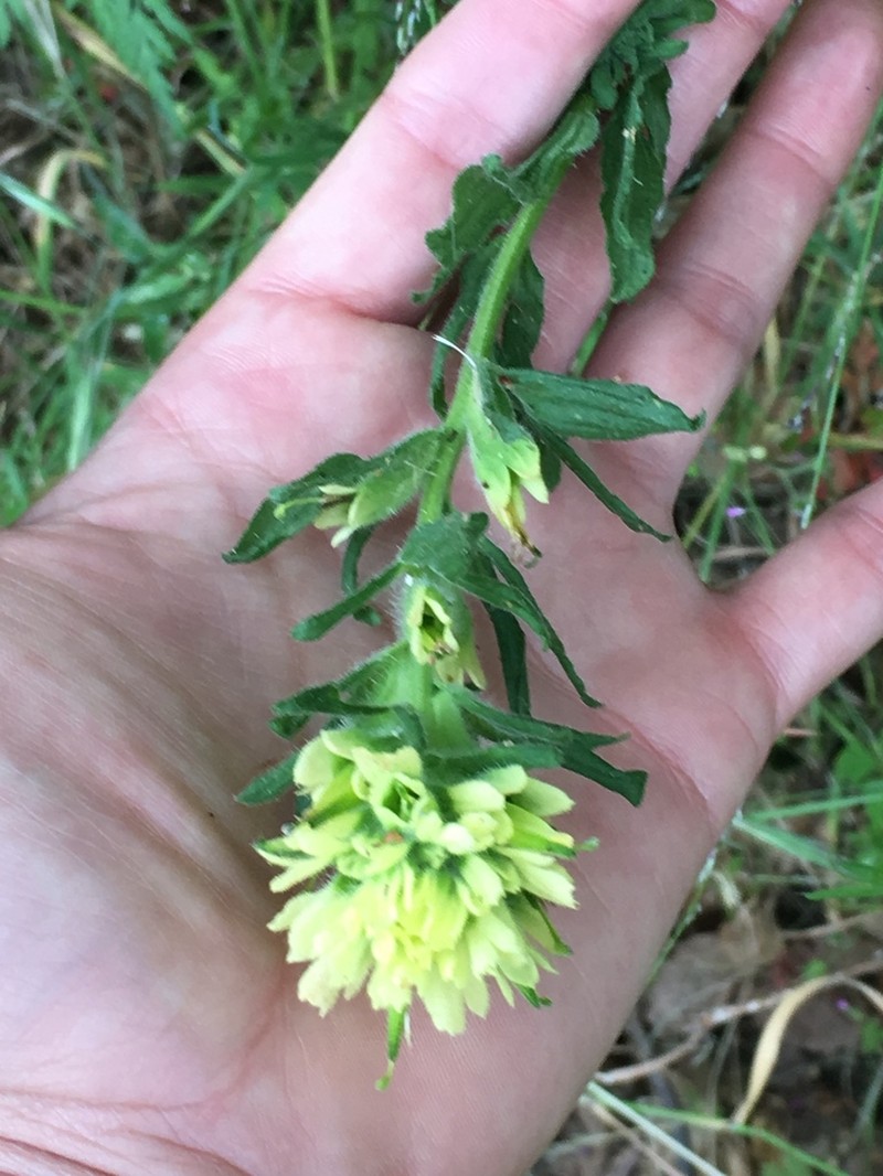 Castilleja wightii photo 7
