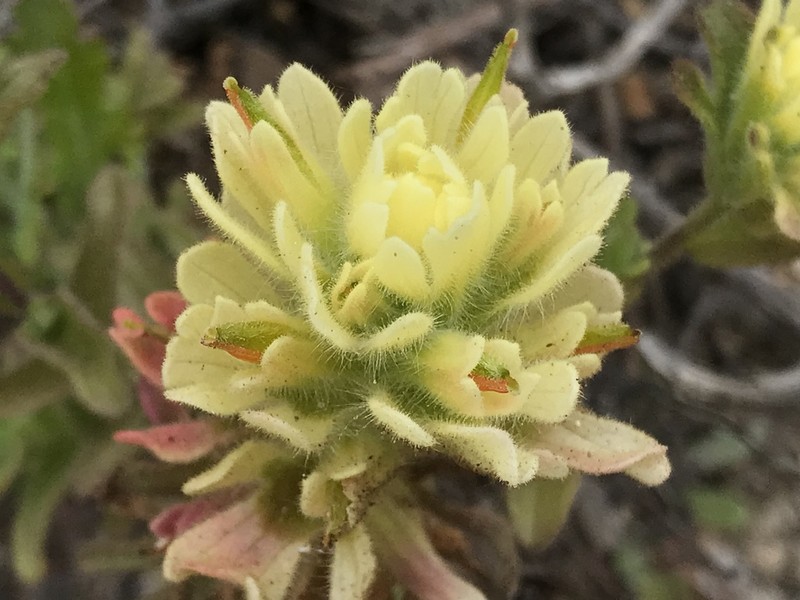 Castilleja wightii photo 8
