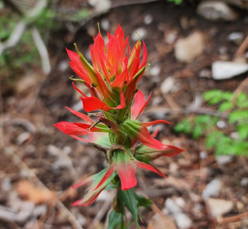 Sacramento Mountain Indian Paintbrush