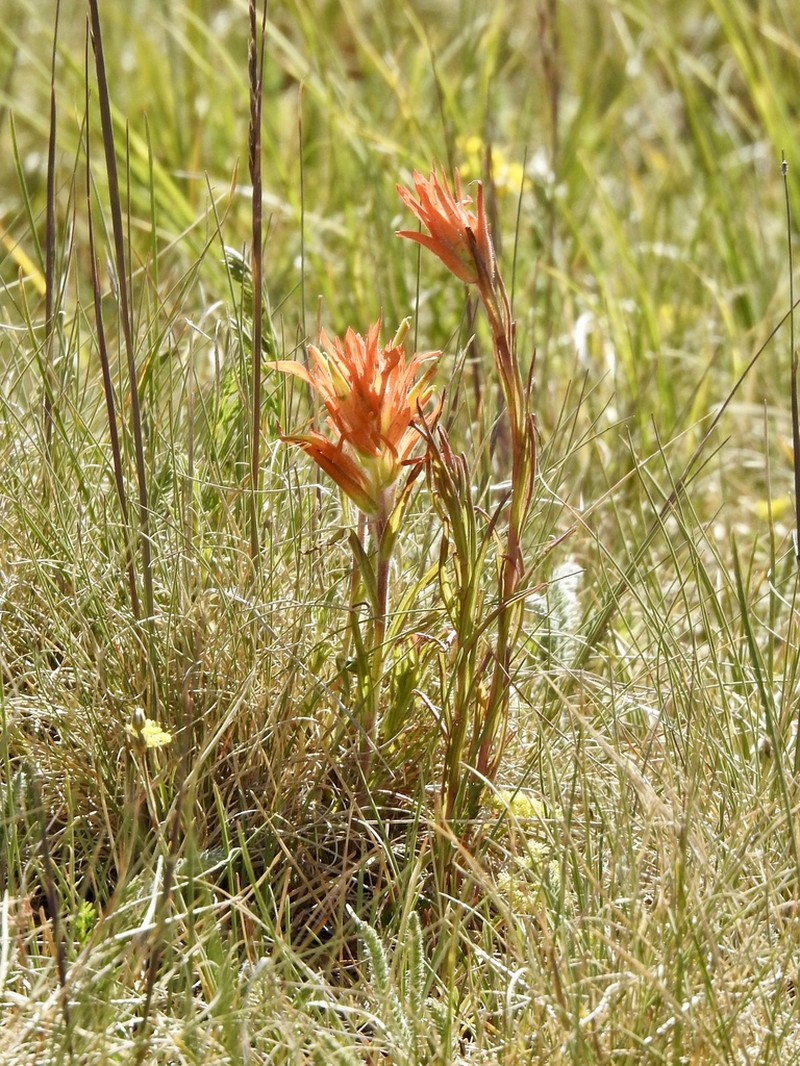 Sacramento Mountain Indian Paintbrush photo 2
