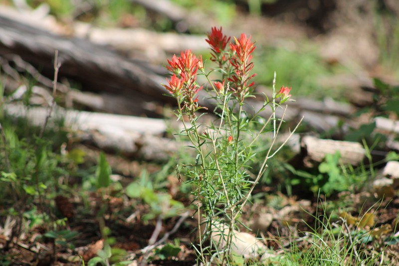 Sacramento Mountain Indian Paintbrush photo 3