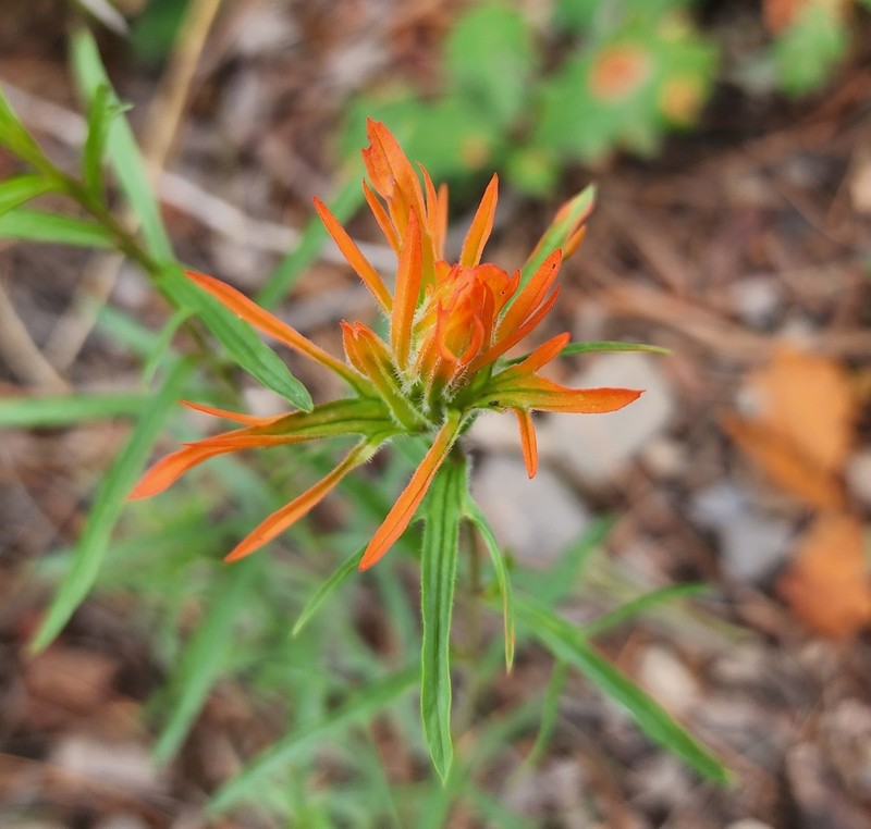Sacramento Mountain Indian Paintbrush photo 4