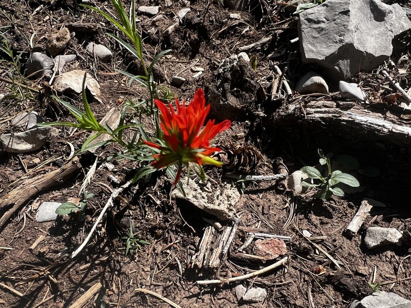 Sacramento Mountain Indian Paintbrush photo 5