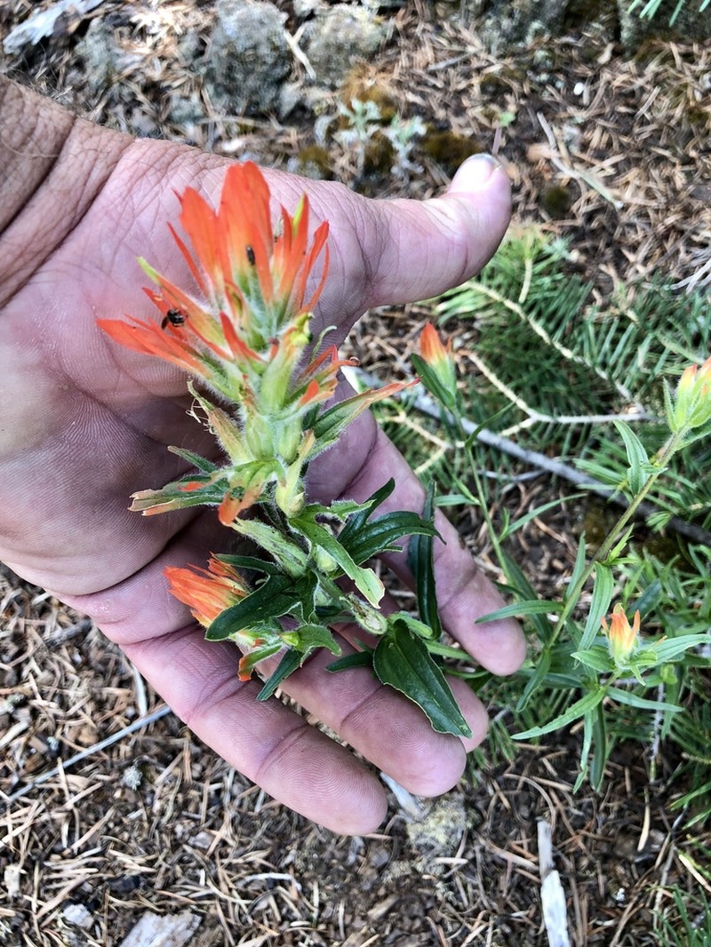 Sacramento Mountain Indian Paintbrush photo 6