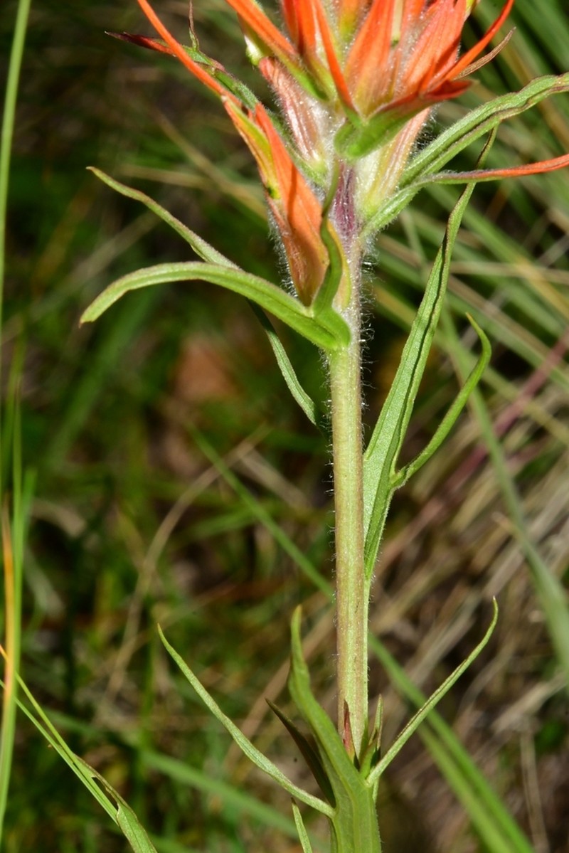 Sacramento Mountain Indian Paintbrush photo 7