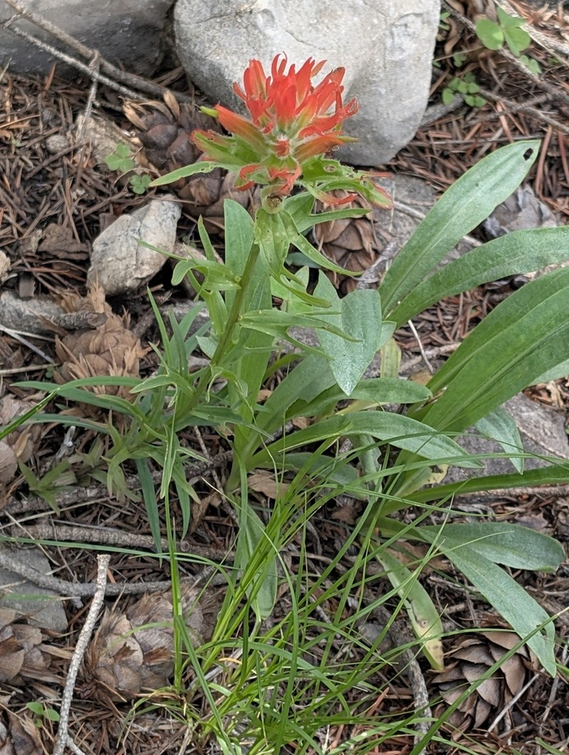 Sacramento Mountain Indian Paintbrush photo 8
