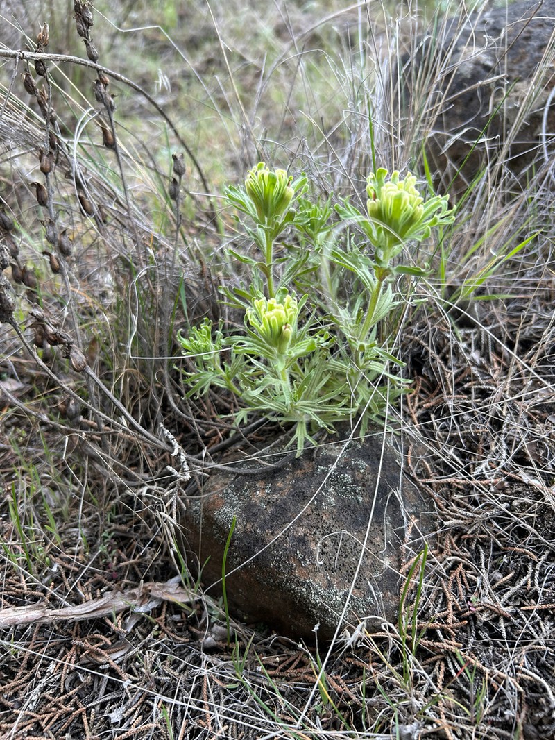 Yellowhair Indian Paintbrush