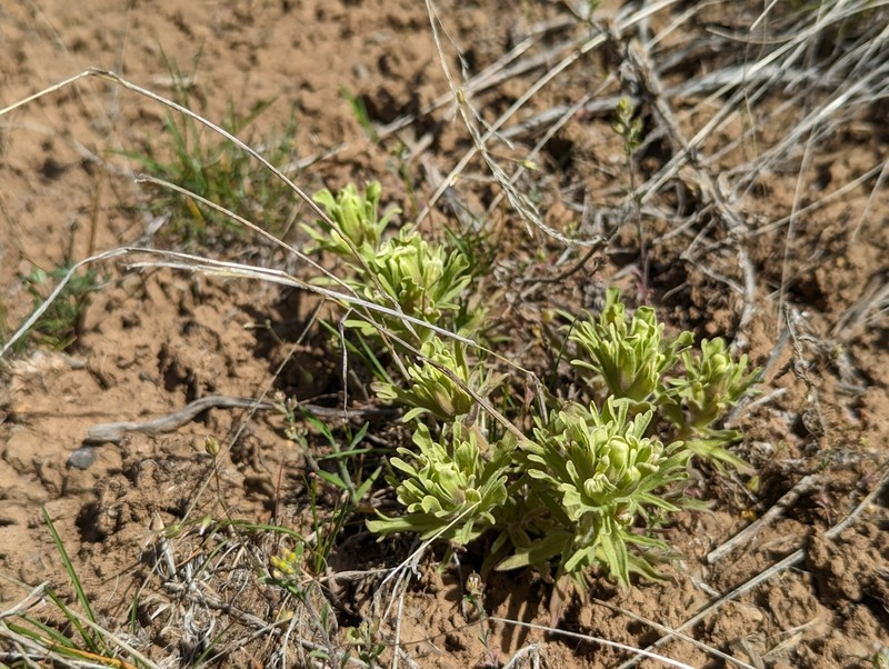 Yellowhair Indian Paintbrush photo 2