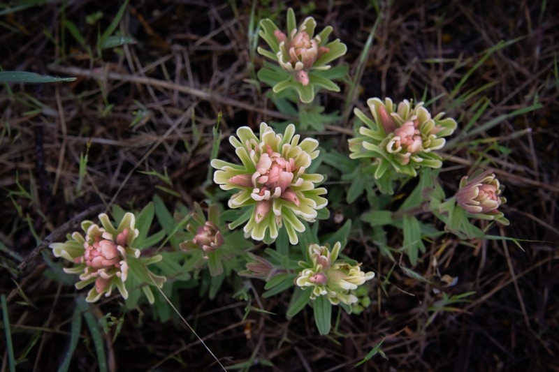 Yellowhair Indian Paintbrush photo 3