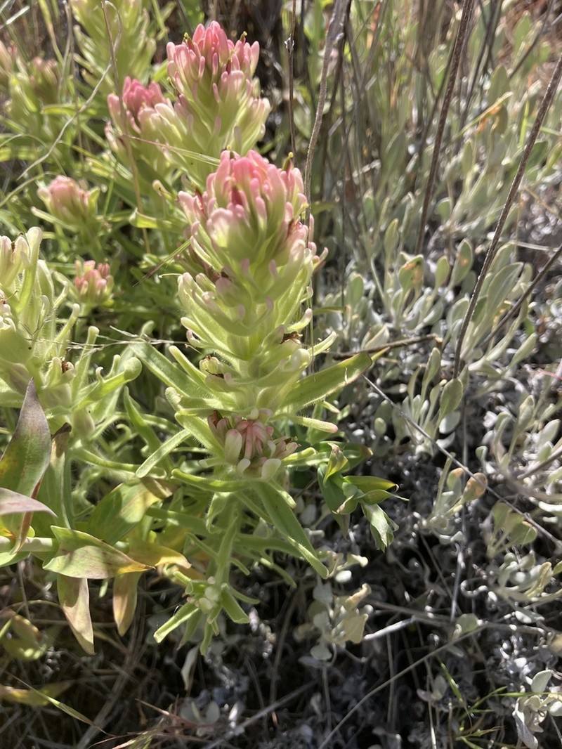 Yellowhair Indian Paintbrush photo 4