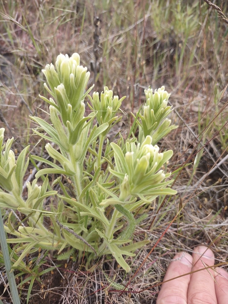 Yellowhair Indian Paintbrush photo 5