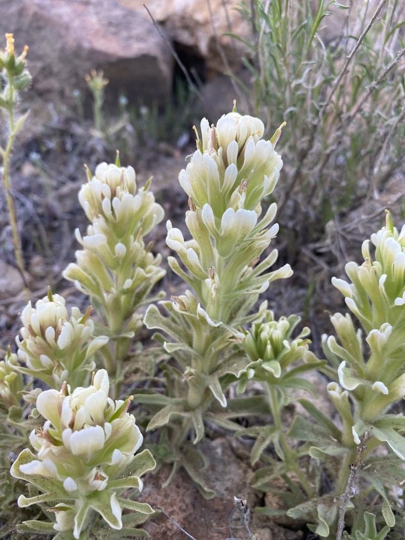 Yellowhair Indian Paintbrush photo 6