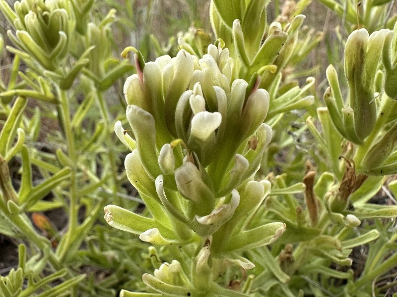 Yellowhair Indian Paintbrush photo 7