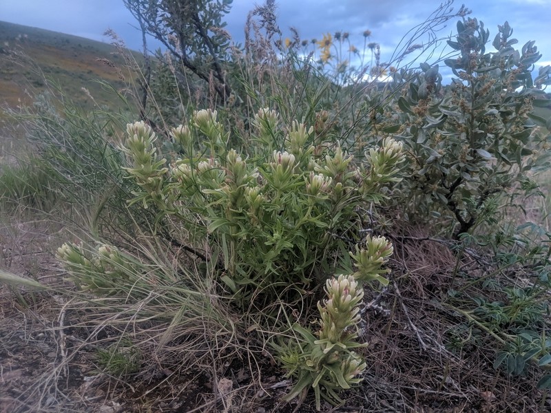 Yellowhair Indian Paintbrush photo 8
