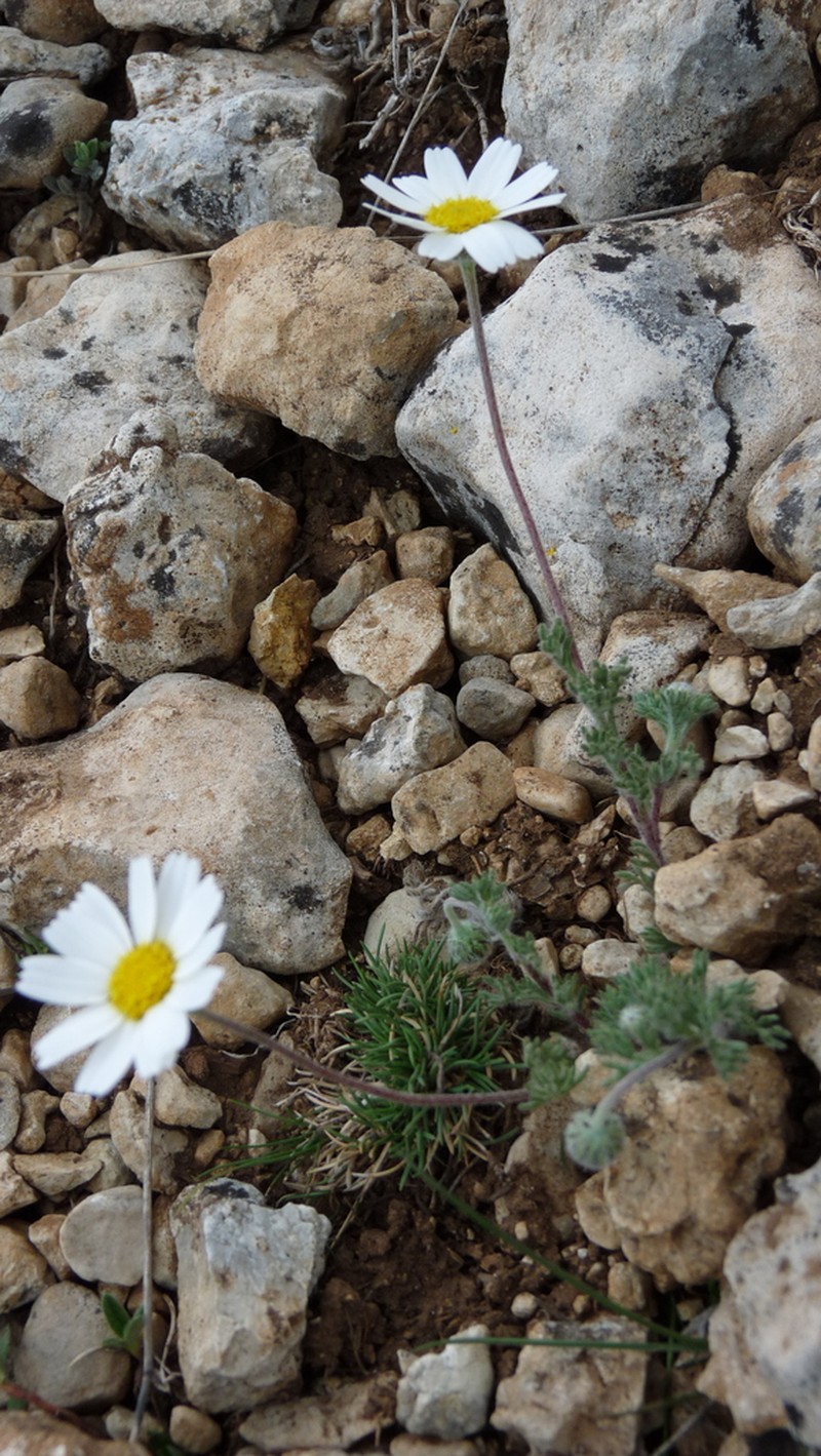 Castrilanthemum debeauxii