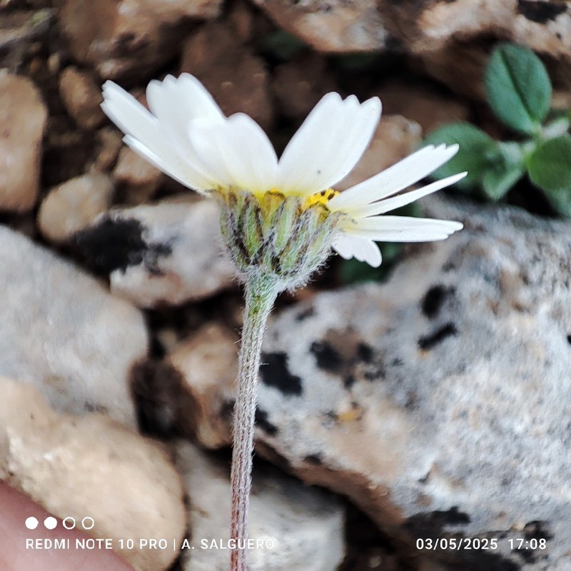 Castrilanthemum debeauxii photo 2