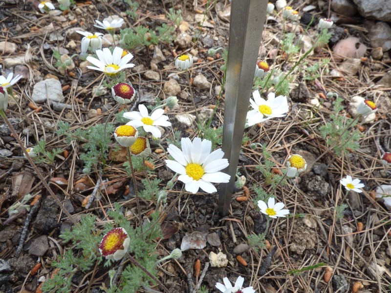 Castrilanthemum debeauxii photo 3