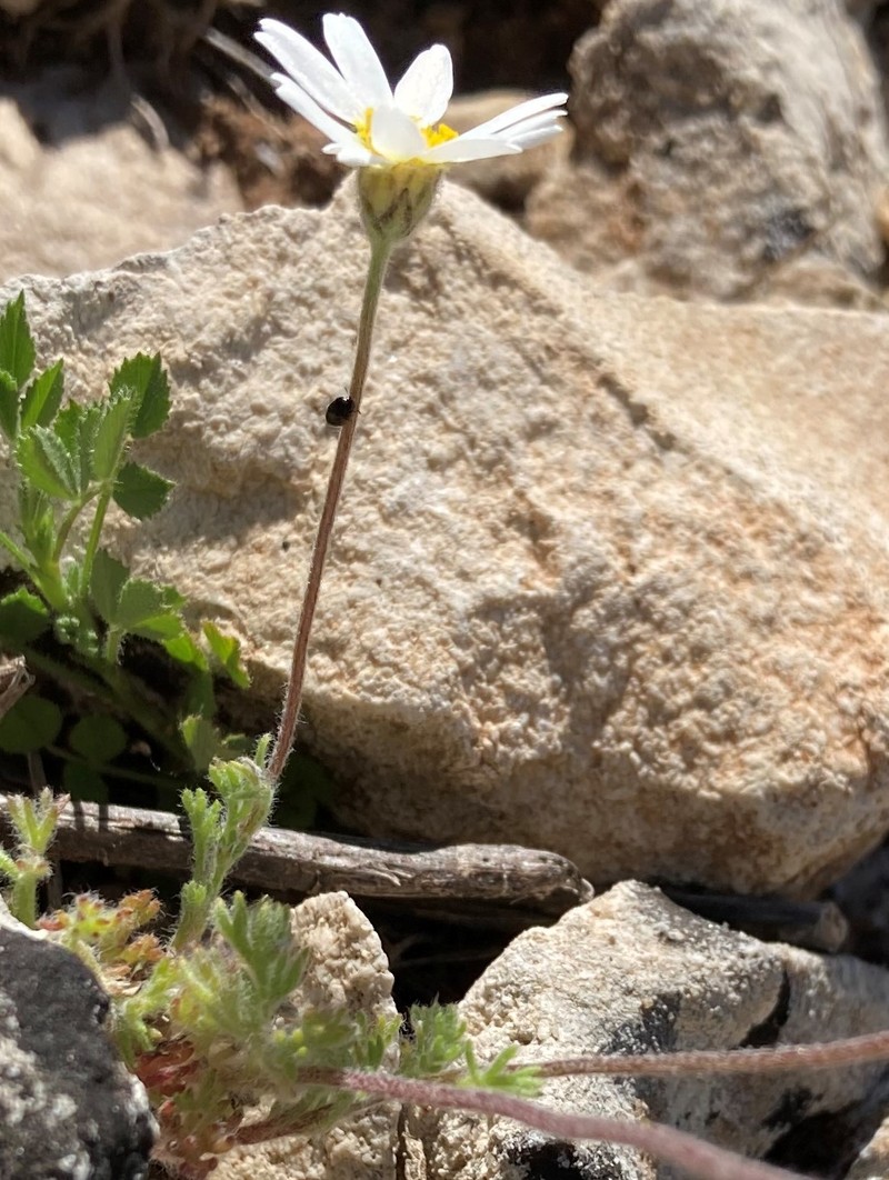 Castrilanthemum debeauxii photo 5