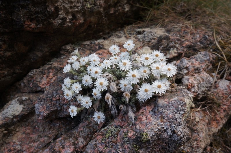 Castroviejoa frigida