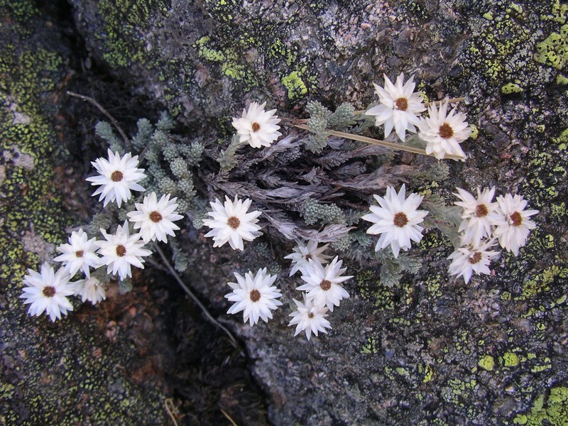 Castroviejoa frigida photo 3