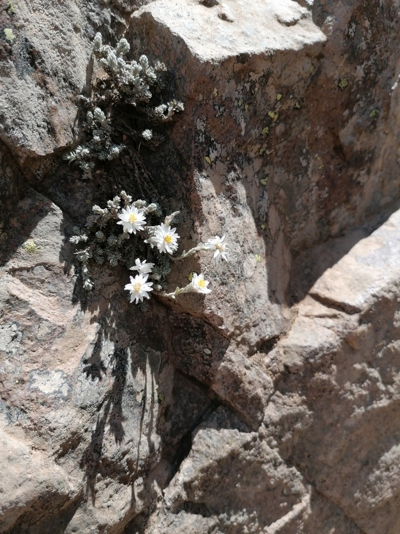 Castroviejoa frigida photo 4