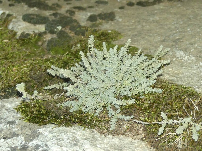 Castroviejoa frigida photo 6