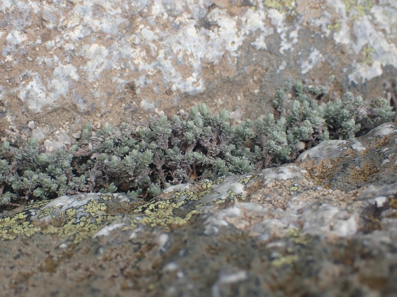 Castroviejoa frigida photo 8