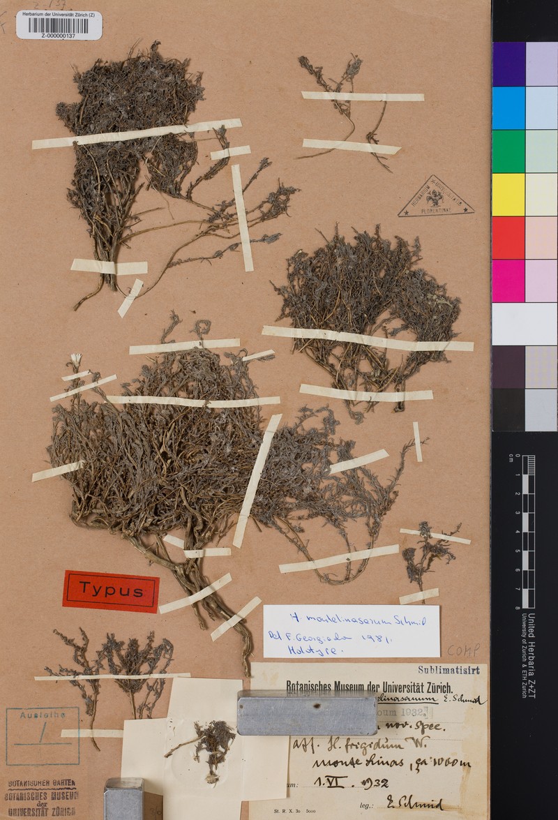 Castroviejoa montelinasana