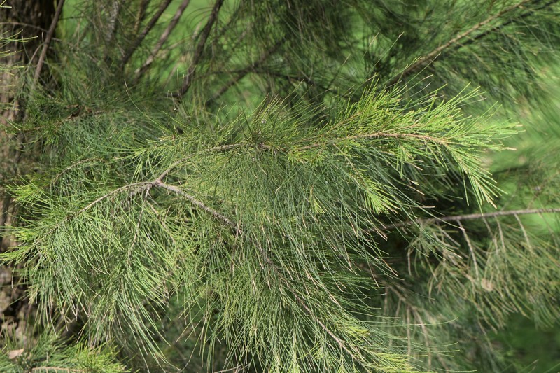 River Sheoak photo 2