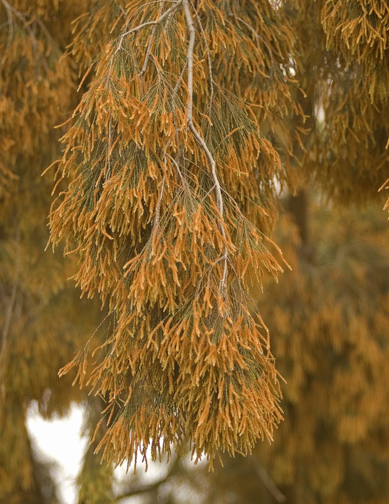 River Sheoak photo 5