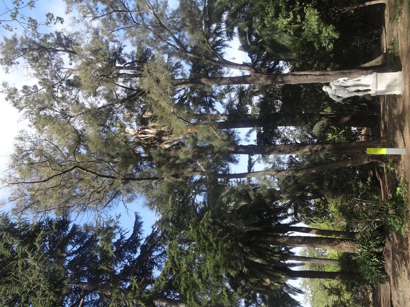 River Sheoak photo 6
