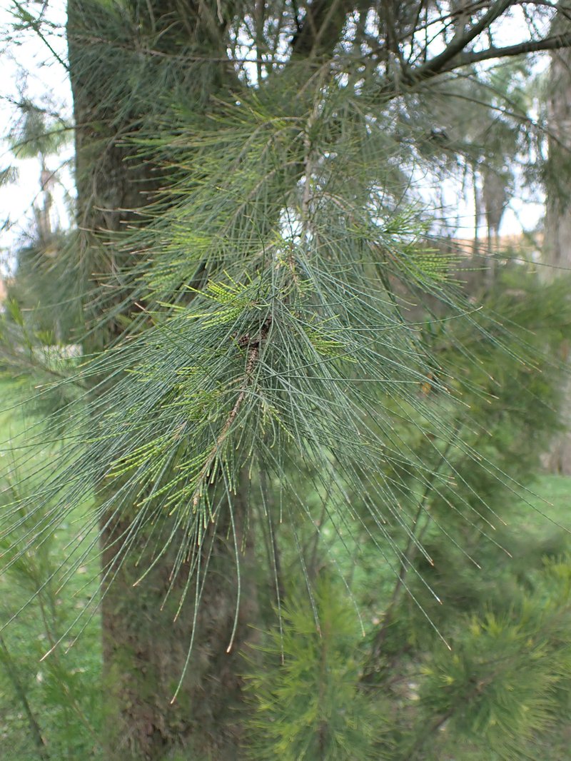 River Sheoak photo 7