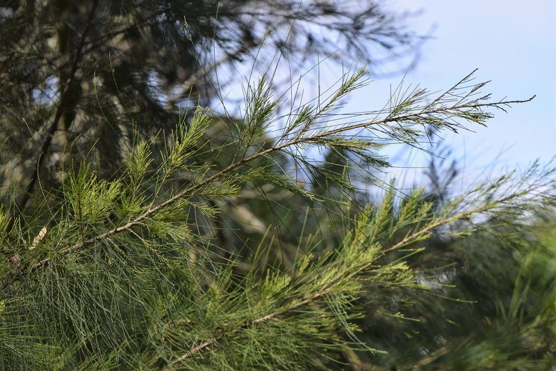 River Sheoak photo 8