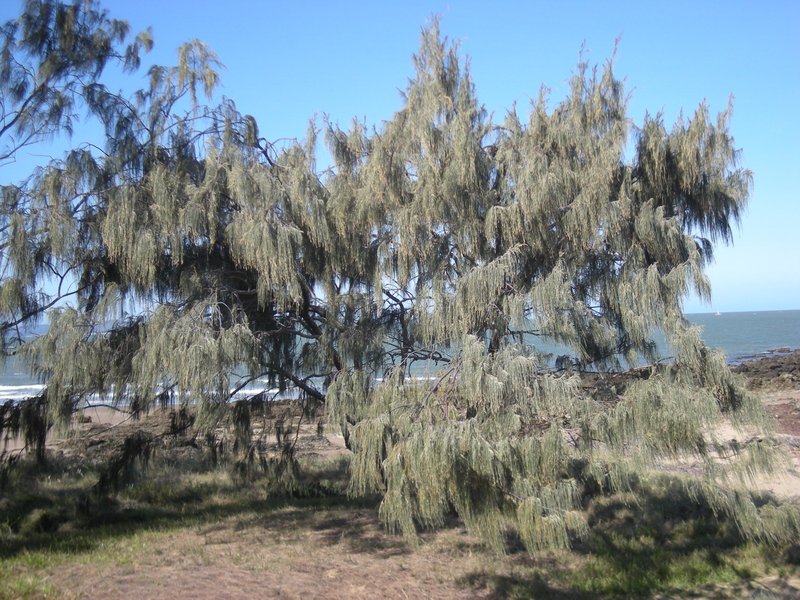 Beach Sheoak photo 4