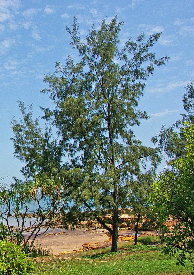 Beach Sheoak