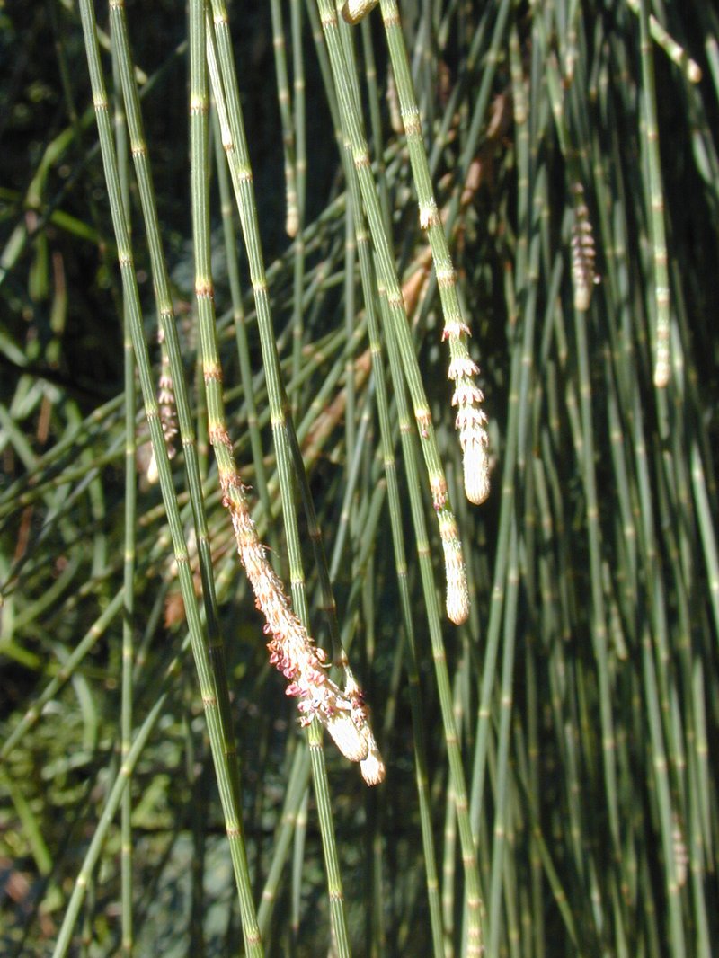 Beach Sheoak photo 6
