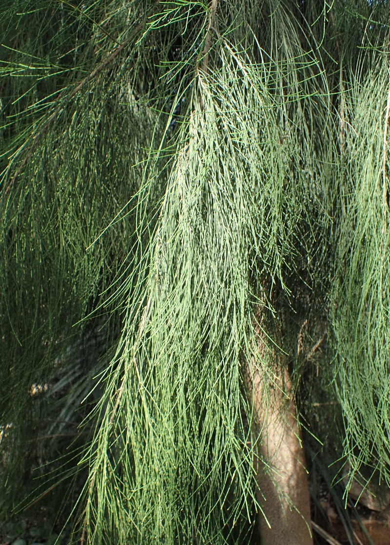 Gray Sheoak photo 2
