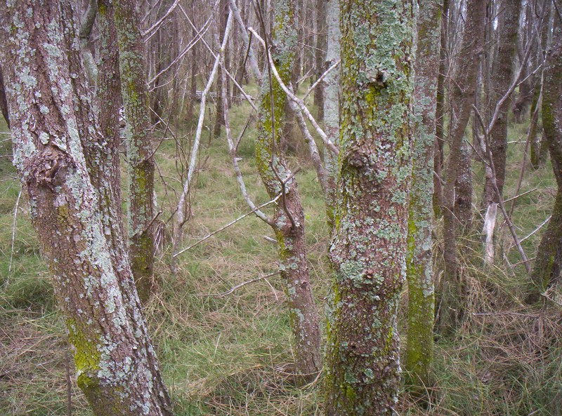 Gray Sheoak photo 3