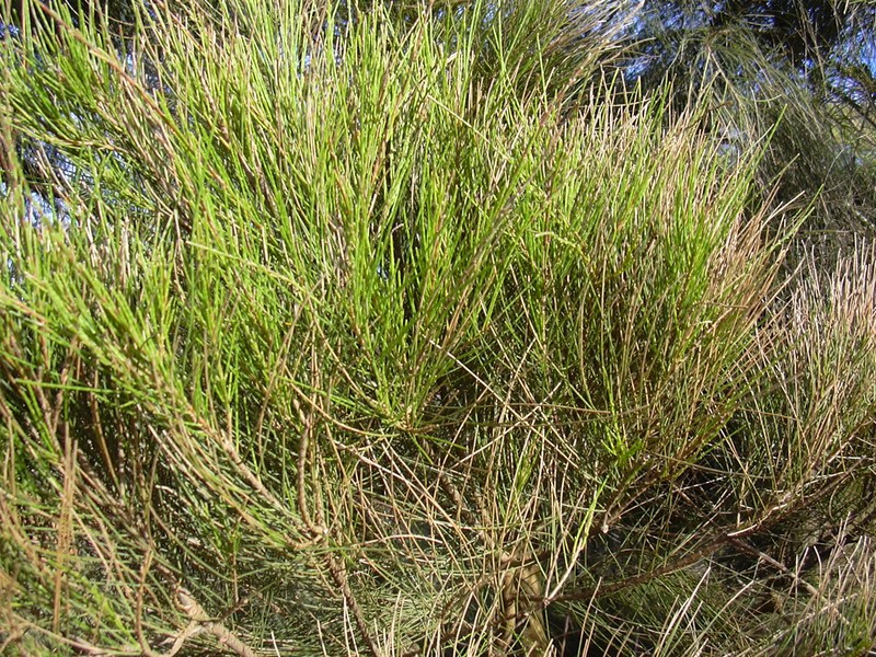 Gray Sheoak photo 4