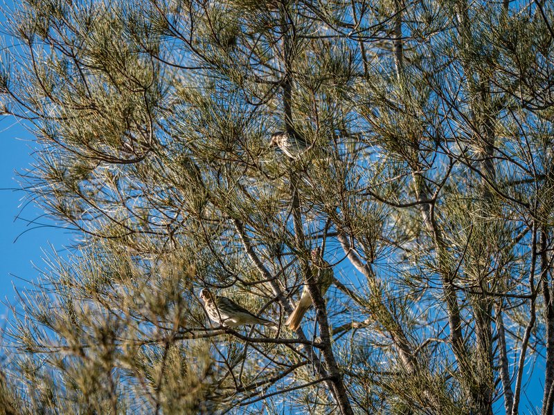 Gray Sheoak photo 6