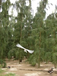 Gray Sheoak