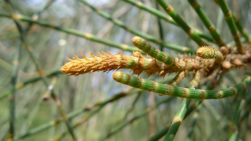 Gray Sheoak photo 8