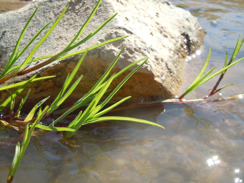 Water Whorlgrass