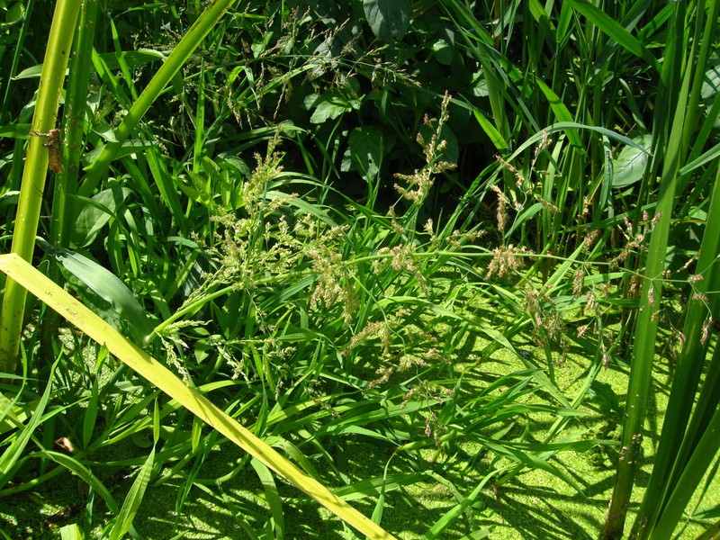 Water Whorlgrass
