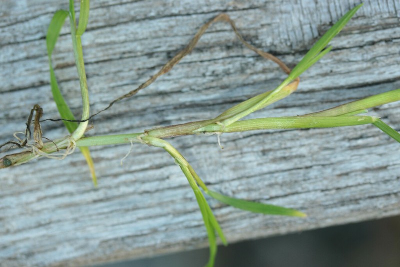 Water Whorlgrass photo 2