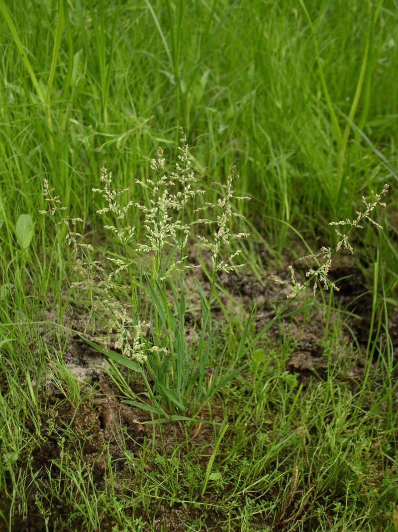 Water Whorlgrass photo 3