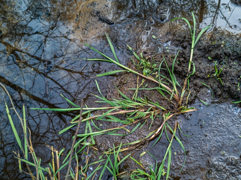 Water Whorlgrass photo 4