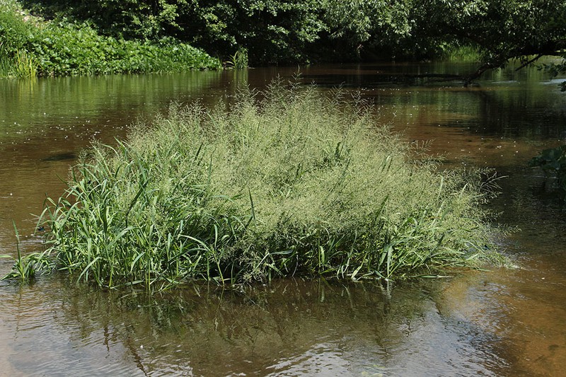 Water Whorlgrass photo 5